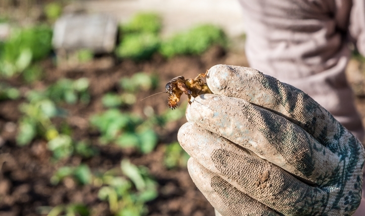 Mole crickets wreak havoc on your lawn, turning lush green into patchy brown. Fight back with our targeted lawn care solutions that eliminate these invaders and bring your turfgrass and ornamentals back to life!