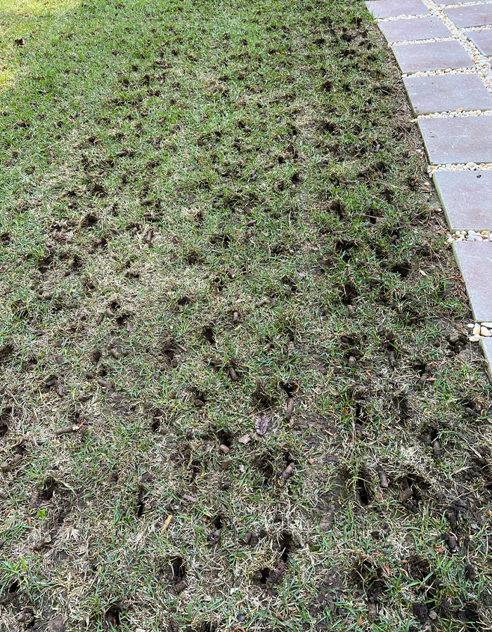 Lawn Aeration in New Orleans, LA | Lobb-Alexis - aer-2-1