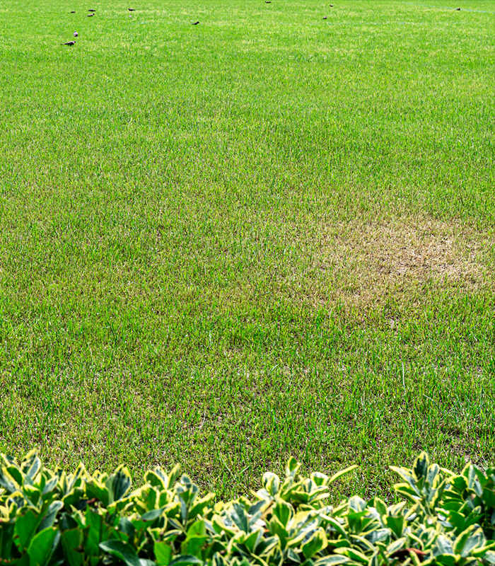 Man spraying chemical solution on lawn