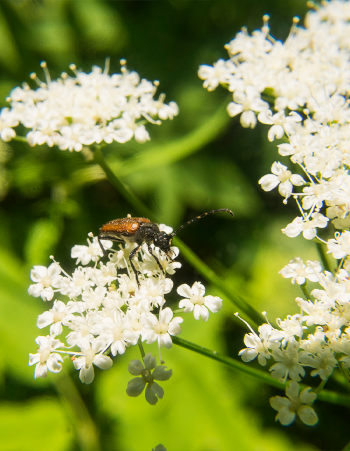 Lawn Pest Control in New Orleans, LA | Lobb-Alexis - pest-control